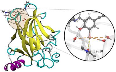 Hybrid Molecular Dynamics for Elucidating Cooperativity Between Halogen Bond and Water Molecules During the Interaction of p53-Y220C and the PhiKan5196 Complex